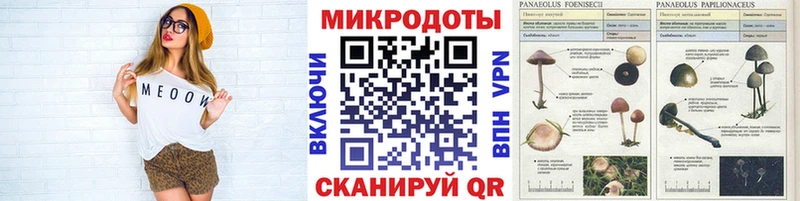 Галлюциногенные грибы Psilocybine cubensis  Талдом 